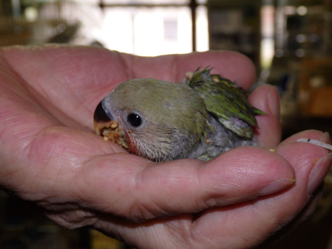 福岡県手乗りインコ小鳥販売店ペットショップミッキン　手乗りコザクラインコのヒナが仲間入りしました。