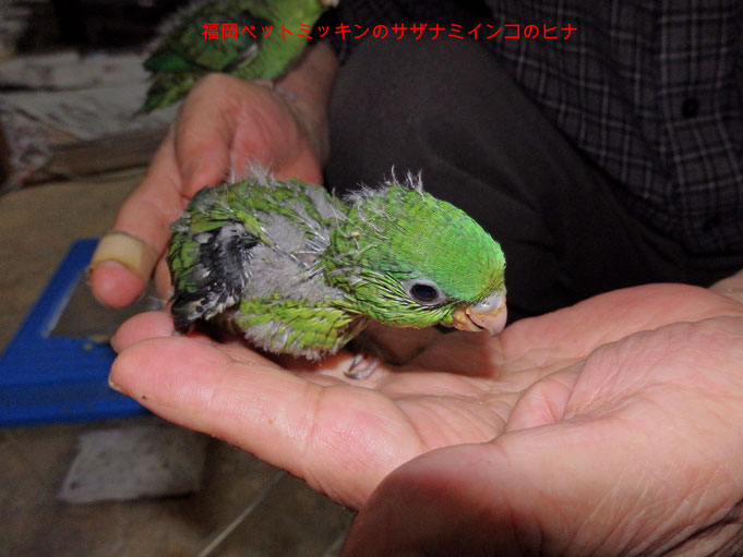 福岡県手乗りインコ小鳥販売店ペットミッキン 手乗りサザナミインコはおとなしいインコの代表です。