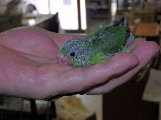 福岡県手乗りインコ小鳥販売店ペットショップミッキン　手乗りマメルリハインコのヒナが仲間入りしました。