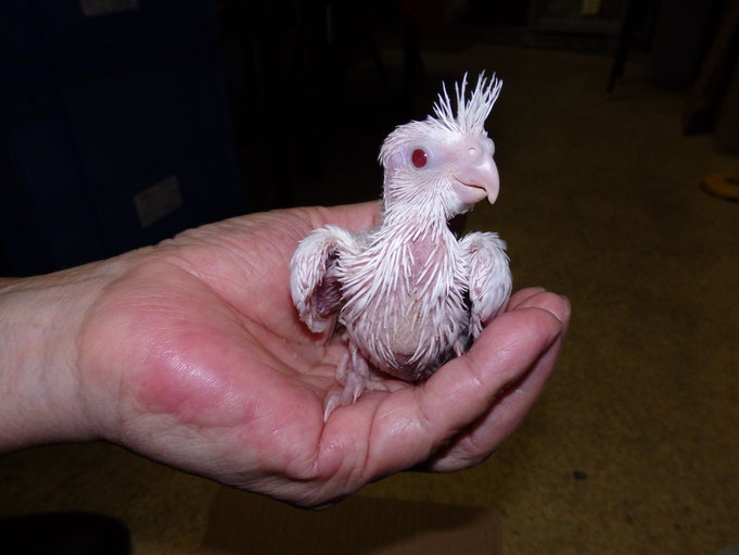福岡県手乗りインコ小鳥販売店ペットショップミッキン 究極の白さを持つオカメインコ 手乗りピュアホワイトオカメインコのヒナが仲間入りしました。