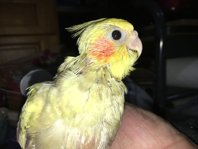 福岡県手乗りインコ小鳥販売店ペットミッキン 手乗りオカメインコのヒナが仲間入りしました。