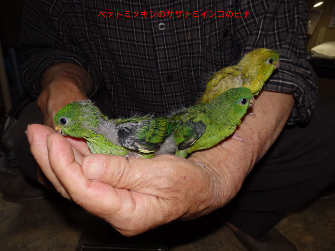 福岡県手乗りインコ小鳥販売店ペットミッキンに　手乗りサザナミインコのヒナのご紹介です。