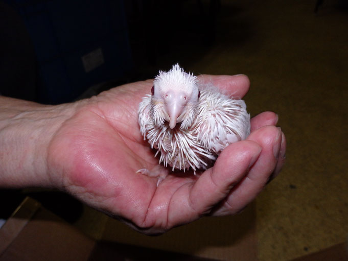福岡県手乗りインコ小鳥販売店ペットショップミッキン 手乗りピュアホワイトオカメインコのヒナが仲間入りしました。