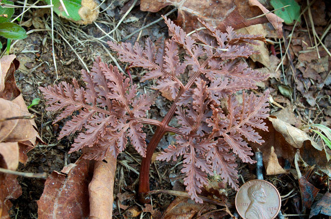 Cut-leaf form of Bronze Fern (Botrychium dissectum dissectum) 