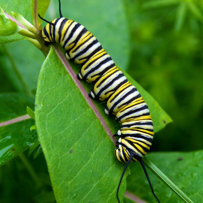 The caterpillar of a Monarch butterfly, feeding on the leaf of a Common Milkweed plant.