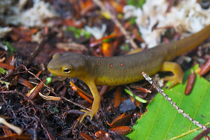 A young adult Eastern Red-spotted Newt 