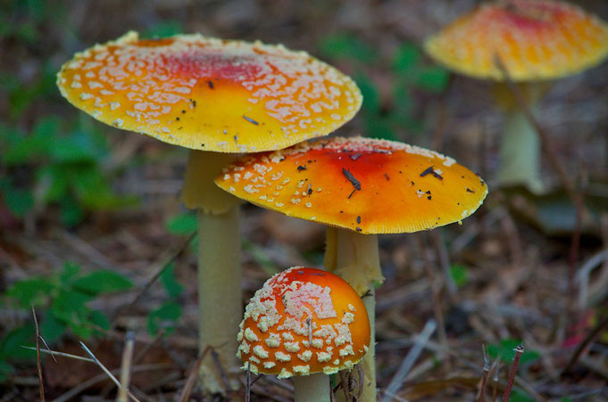 The Yellow-orange Fly Agaric (Amanita muscaria var. formosa) is common in the woods at Distant Hill.