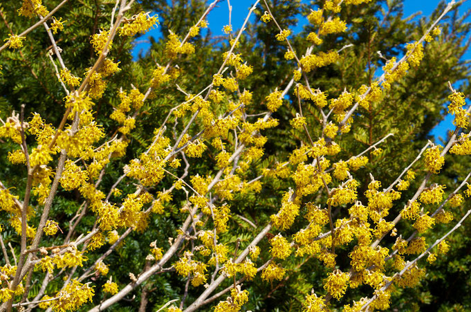 Vernal Witch-hazel (Hamamelis vernalis) blooms in late March or early April at Distant Hill Gardens