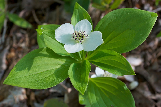 Canadian Bunchberry (Cornus canadensis) also know as creeping dogwood.