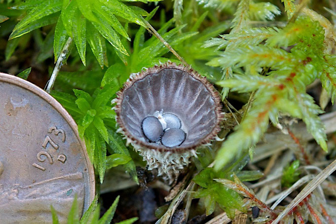 Fluted Bird's Nest fungi (Cyathus striatus) are also known as Splash Cups.