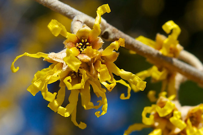 The flower of Vernal Witch-hazel (H. vernalis)