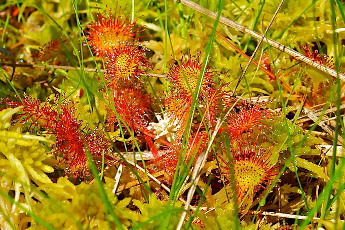 Round-leaved Sundew, also called Common Sundew (Drosera rotundifloia)