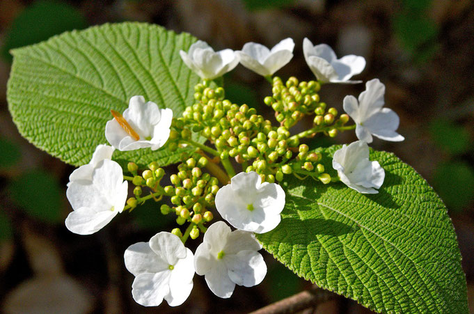 Hobblebush (Viburnum alnifolium - syn. lantanoides) blooms in early May in the woods of Distant Hill Gardens.