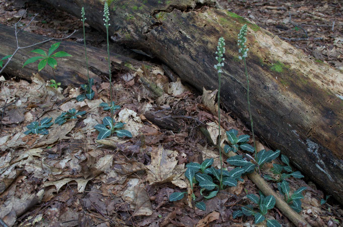 Downy Rattlesnake Plantain (Goodyera pubescens) blooming in the woods at Distant Hill Gardens in Walpole, New Hampshire, USA.