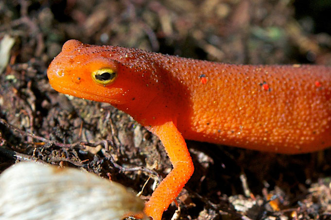 The red eft stage of the Eastern Red-spotted Newt.