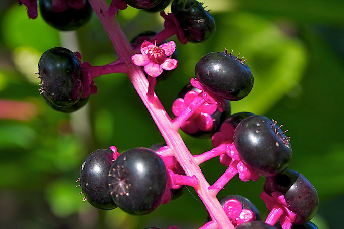 A flower on an American Pokeweed (Phytolacca americana) among a cluster of ripe berries.