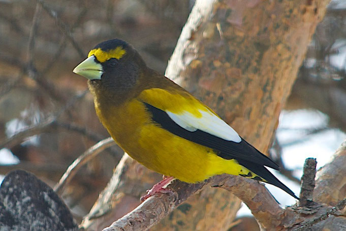 A Male Evening Grosbeak with beak in breeding color.