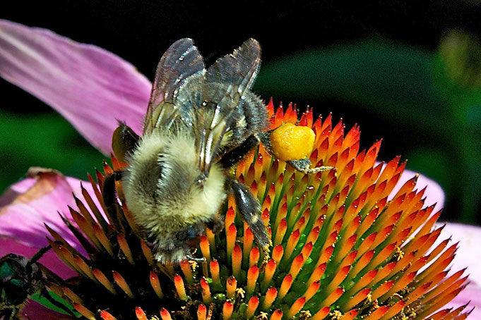 A bumblebee with a large pollen basket feeding on the flower of a purple coneflower (Echinacea purpurea).