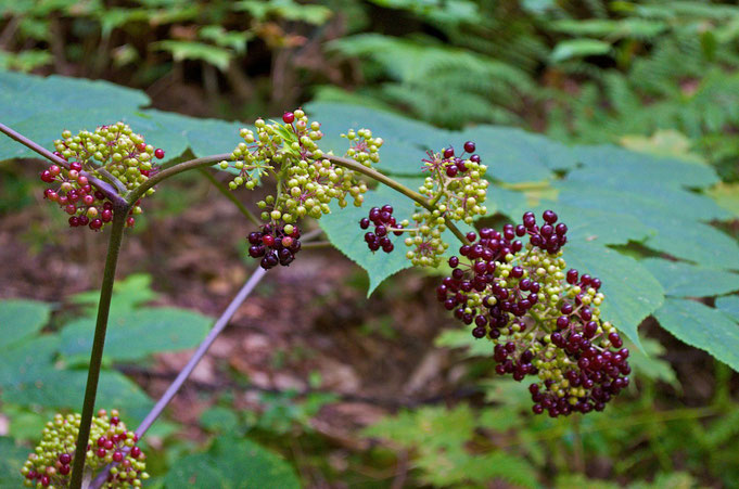 American Spikenard (Aralia racemosa) with ripening fruit.