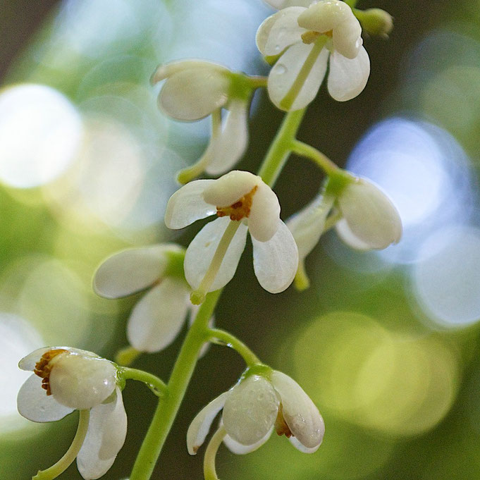 Shinleaf flowers blooming in early July at Distant Hill Gardens.