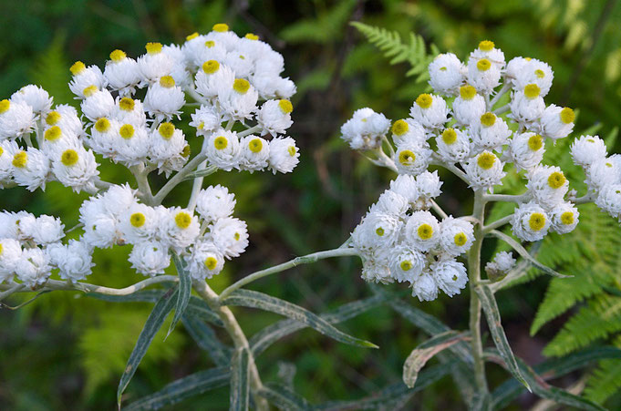 Pearly Everlasting (Anaphalis margaritacea), a perennial wildflower native to North America