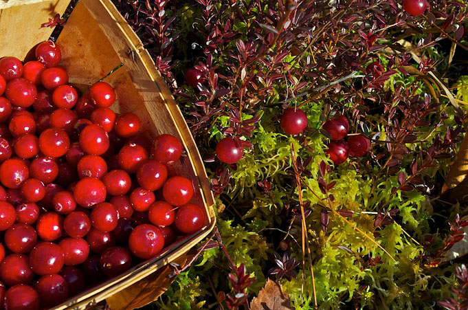 A December harvest of cranberries from the bog at Distant Hill Gardens. 