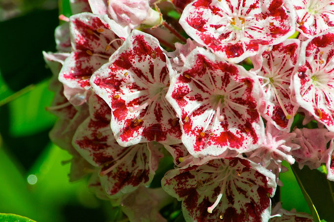 Mountain Laurel (Kalmia latifolia ‘Carousel’)