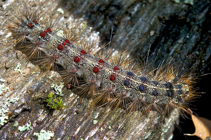 Gypsy Moth Caterpillar (Lymantria dispar)