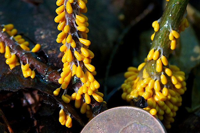  Eggshell Slime Mould (Leocarpus fragilis) growing on rotting twigs.