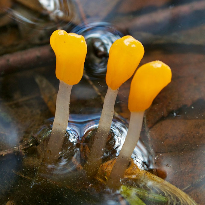 Swamp Beacon (Mitrula elegans), also called Match-stick Fungus, growing in the Black Ash seep at Distant Hill Gardens in Alstead, New Hampshire, USA