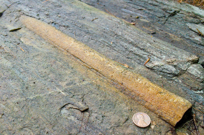 An exposed stretched pebble, one of many found in rock outcroppings at Distant Hill Gardens.