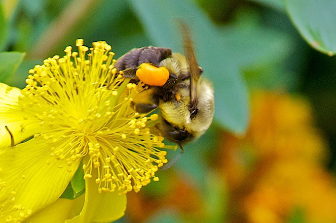 A bumblebee, with full pollen sacs, feeding on the flower of a St. John's Wort (Hypericum kalmianum ‘ Gemo’)