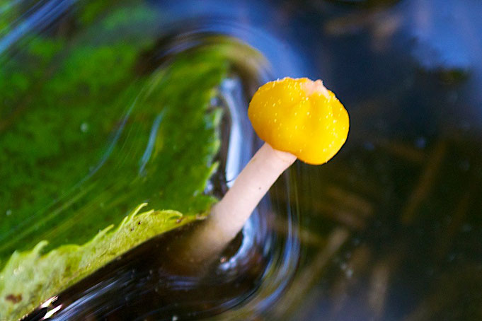 A Uniquely Shaped Swamp Beacon fungi (Mitrula elegans).