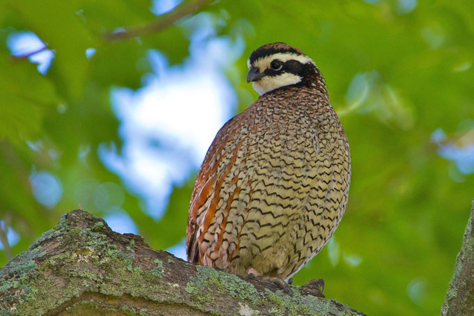 A male Northern Bobwhite, Colinus virginianus on Distant Hill in Walpole, New Hampshire.