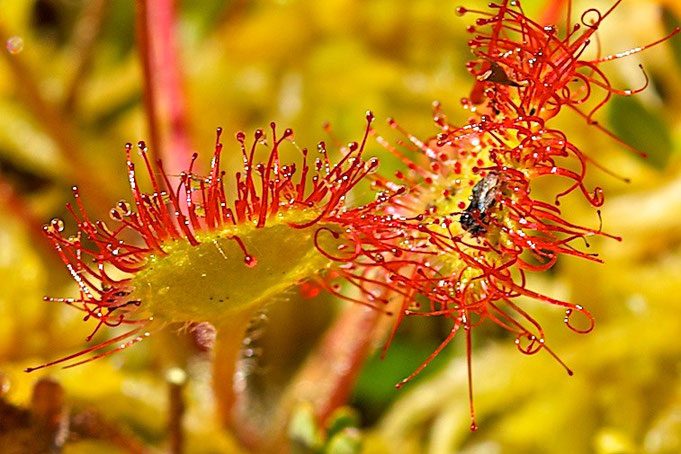 Round-leaved Sundew, also called Common Sundew (Drosera rotundifloia)