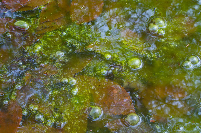 Gas bubbles being produced in a wetland at Distant Hill Gardens in Walpole, New Hampshire.