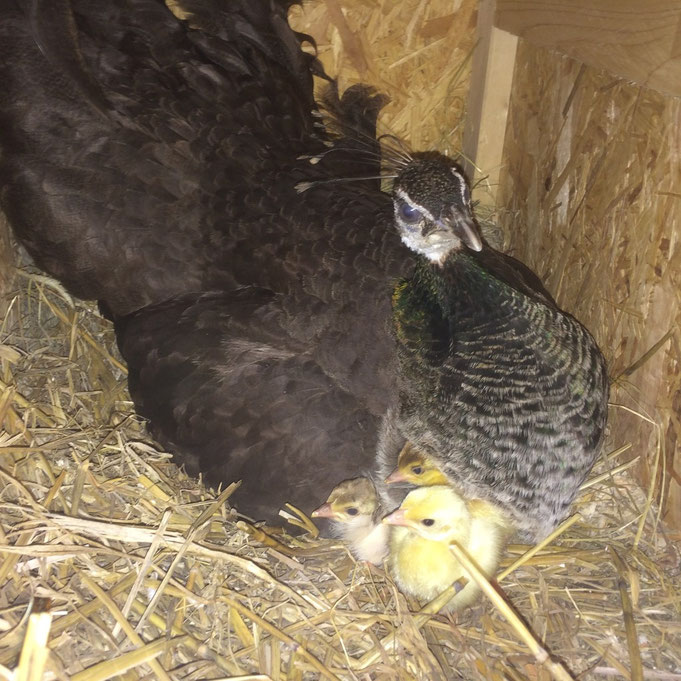 Pfauenglucke mit Küken 2015 (vorn ein schwarzflügelfarbenes Küken, dahinter zwei blaue)