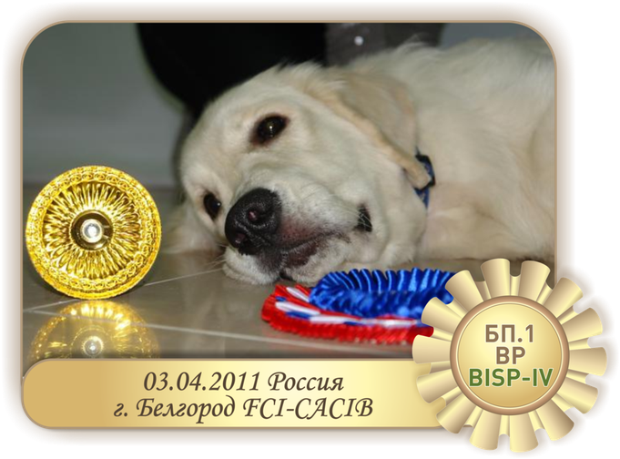 NUANCE FROM GUCCI класс щенки, эксперт Бранкович З. (Сербия), выставляет Миша Воробьев - "большая перспектива"-1, BP, BIS Puppy-IV!