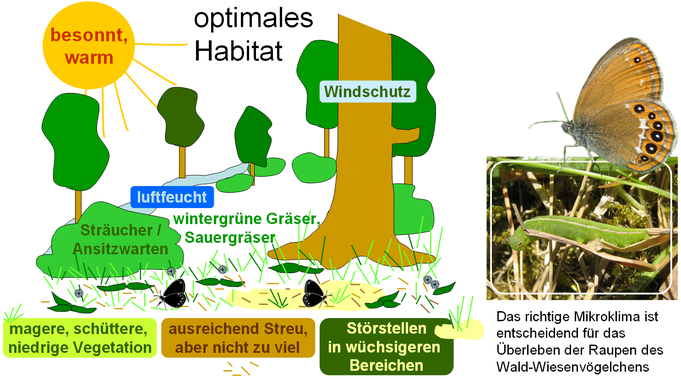 Habitatansprüche von Coenonympha hero (Grafik: M. Dolek)