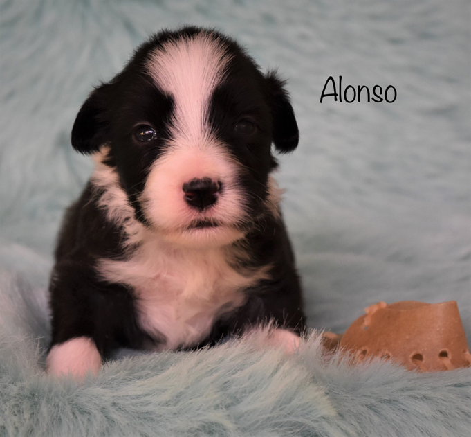 Bearded Collie Welpen, Sparkling Miracle Beardies, Alonso