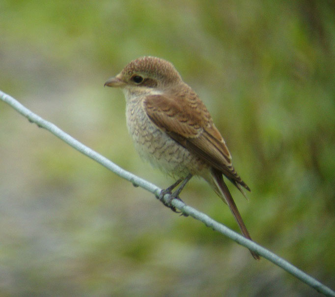 Neuntöter, Muotathal, 09.2014