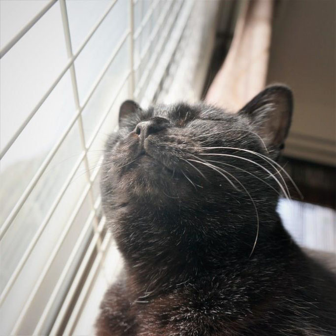 黒猫ののこ