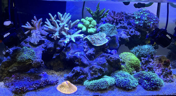 22年 はじめての海水魚飼育に必要なマリンアクアリウムの基礎知識 管理方法 注意点とは アクアリウム大学公式