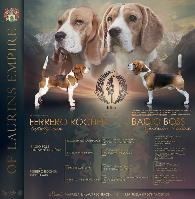 Bagio Boss Gintarine Fortuna * Lord James *, Czarnowsky , Beagle, Beagle, Beagle, Beagle, Beagle, Champions, Winner, the Best, Love, Star, Puppys