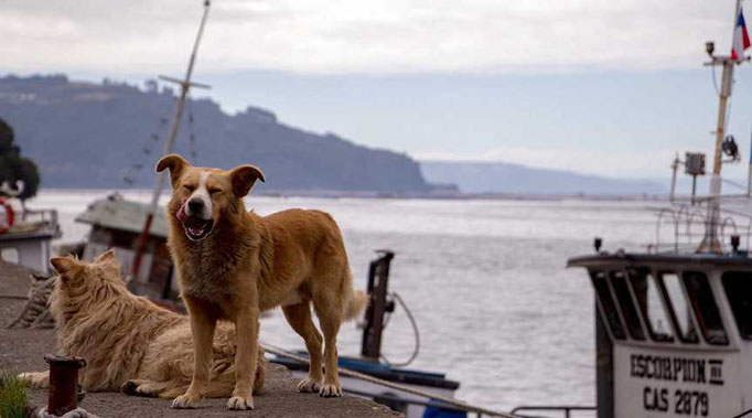 Wilde Hunde an Chiles Küste