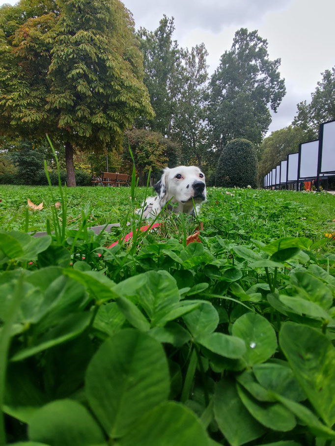 Guardería para perros en Madrid