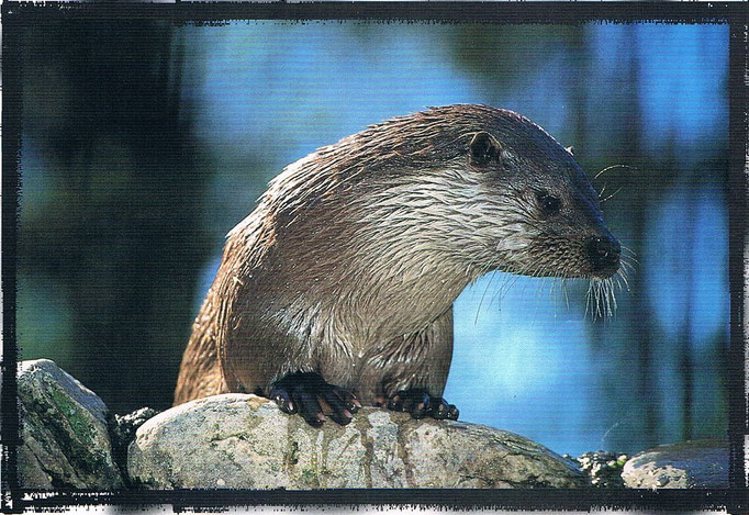 La nutria o llúdria es sin duda uno de los  animales más emblemático del río Bergantes y de otros de la Comunidad Valenciana.