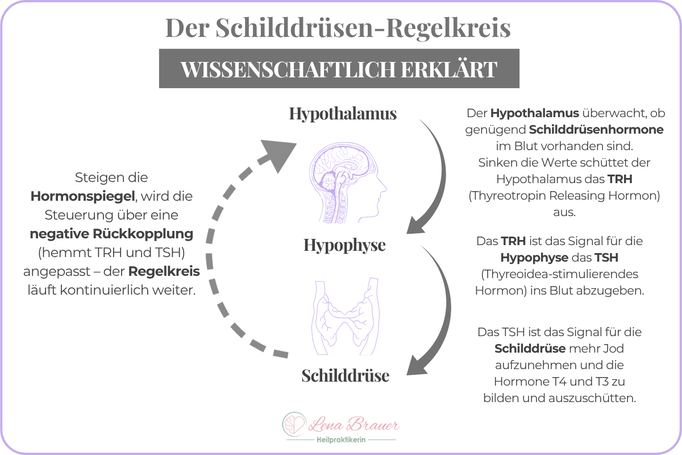 Schilddrüsen Regelkreis Hypothalamus Hypophyse TSH T3 T4 Erklärung