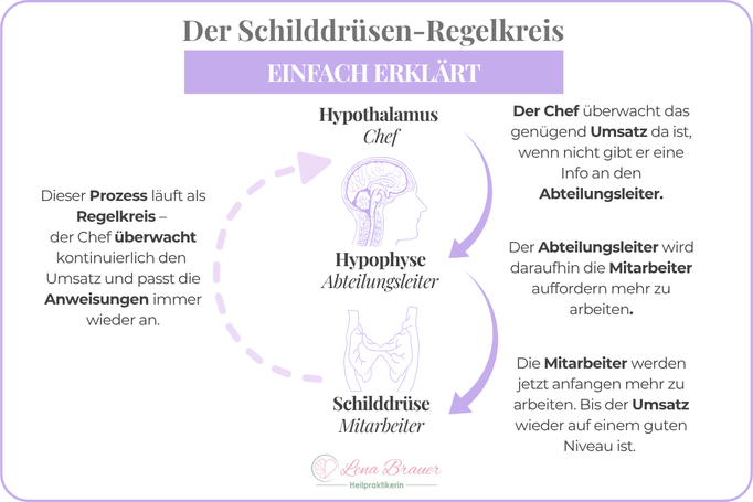 Schilddrüsen Regelkreis Hypothalamus Hypophyse TSH T3 T4 Erklärung