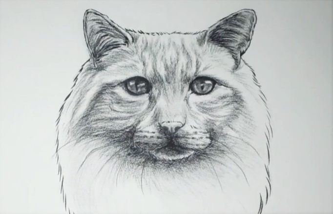 Dessin de chat à poils longs aux crayon gris